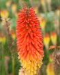 Tritoma (Kniphofia) Alcazer28